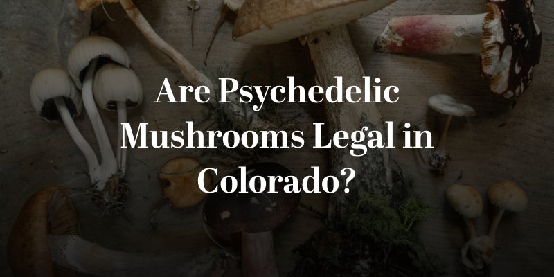 Are Psychedelic Mushrooms Legal in Colorado